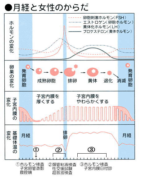 月経と女性のからだ（ホルモン、卵巣、子宮内内膜、基礎体温それぞれ）の変化の説明図