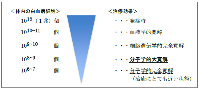 慢性骨髄性白血病のくわしい病態の説明画像