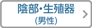 大人の男性陰部・生殖器リンクアイコン