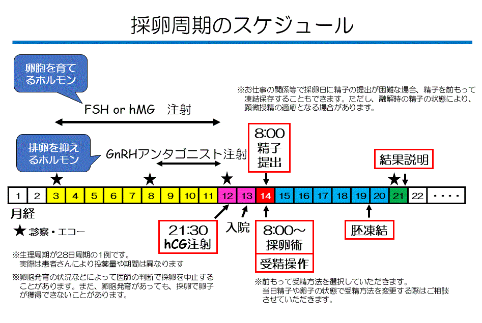採卵周期のスケジュール