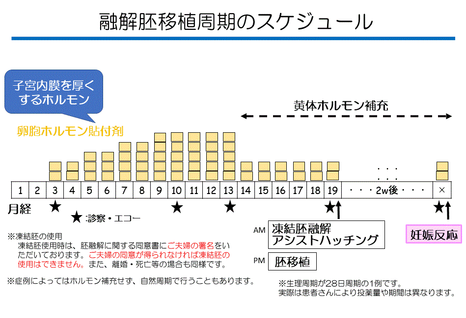 融解胚移植周期のスケジュール